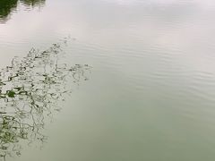 -中山市树木园