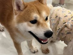 -共舞时光猫咖·狗咖(新街口店)