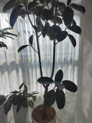 -HEYAN荷妍专业脱毛连锁机构