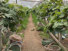 -马陆小张葡萄园农家乐