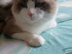 iphone_upload_pic-Bastet sally猫舍购宠(静安店)