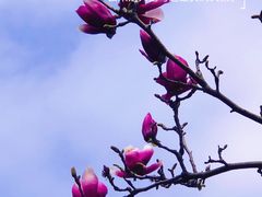 -桃花涧