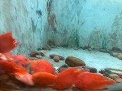 -东方巨龟苑景区