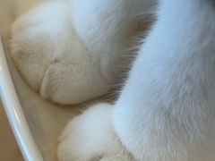 -有喵·猫咖·狗咖·30几只猫10只小狗(岗厦店)
