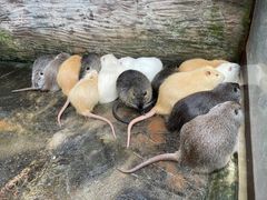 -海南热带野生动植物园