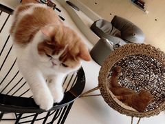 -飞行喵MR PILOT|猫舍·猫咖(静安大融城店)