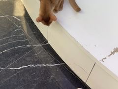 -小猫来了·猫咪专售(红山六九七九店)