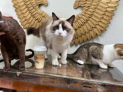 -喵屿·大理花园猫咖