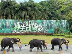 -深圳野生动物园