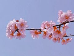 -花开海上生态园