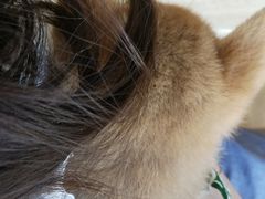 -柴犬小屋·柴餐厅·狗咖食堂(金鼎广场店)