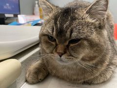 -伟伟宠物医院·瑞派猫友好医院·猫科(光谷店)