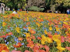 -上海共青森林公园