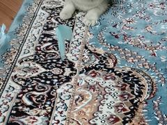 -猫大福·Fortune Cat猫舍(百子湾店)