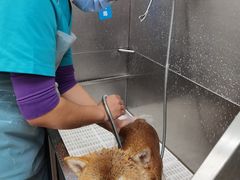 -北京观赏动物医院·24小时大型综合·猫专科·异宠专科