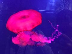 -迪拜水族馆及水下动物园