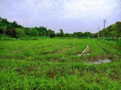 -广富林郊野公园