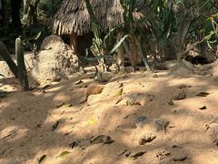 -广州长隆野生动物世界