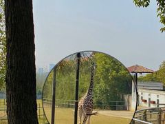 -合肥野生动物园