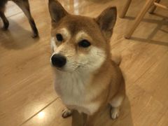 -柴の食堂·日式家庭料理·熊之肆(大学路店)