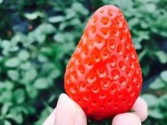 -尚田草莓姑娘白草莓采摘基地