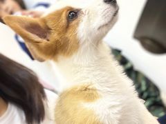 -柯斗斗主题餐厅·狗咖·围炉煮茶·茶饮(国瑞升平里店)