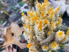 -春花秋色城市公园