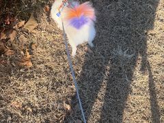 -宠福鑫康馨动物医院·骨科·眼科