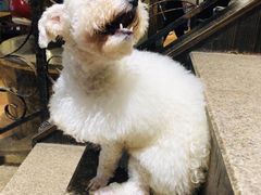 -more than meow吴止猫主题餐厅(承德 中船汇店)