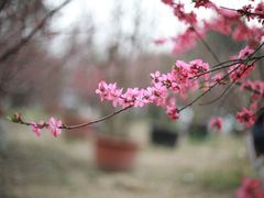 -秀丽东方