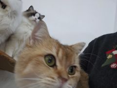 -李小姐の猫咖啡馆(五角场店)