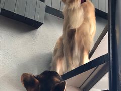 -百好乐宠物友好餐厅(朝外大街店)