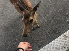 -清迈夜间动物园