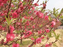 -南国桃园旅游度假区