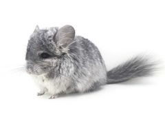 -龙猫仔乐园(惠福东路店)