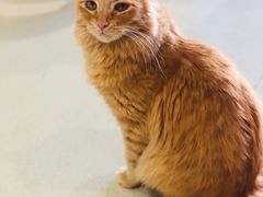 -藏猫猫咖啡主题馆(中央大道店)