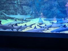 -烟台海昌鲸鲨海洋公园