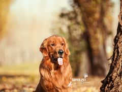 -超宠爱宠物摄影-Super pet