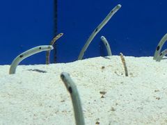 -上海海洋水族馆