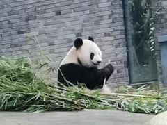 -都江堰中华大熊猫苑