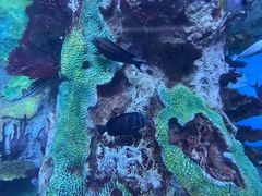 -珠海长隆海洋王国
