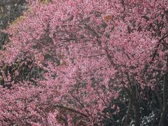-龟山风景区-龟山电视塔