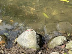 -北京麋鹿生态实验中心