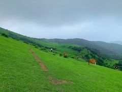-大姆山草场