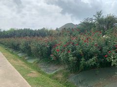 -亚龙湾国际玫瑰谷