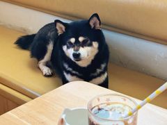 -柴の食堂·日式家庭料理·熊之肆(大学路店)
