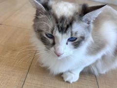 -Let's go狗咖·猫咖·奶狗·桌游(春熙路IFS店)