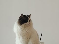 -有喵·猫咖·狗咖·30几只猫10只小狗(岗厦店)