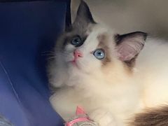 -安安宠医·安宠宠物医院