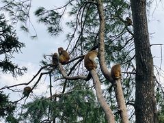 -重庆雨台山风景区